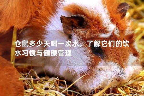 仓鼠多少天喝一次水，了解它们的饮水习惯与健康管理