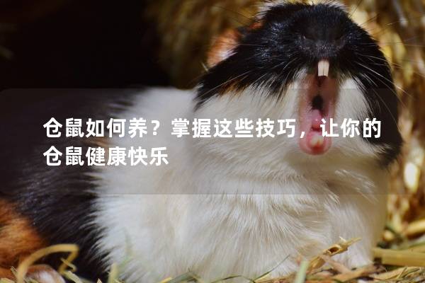 仓鼠如何养？掌握这些技巧，让你的仓鼠健康快乐
