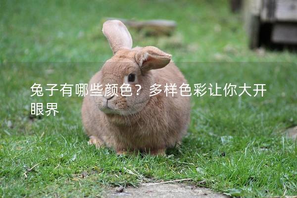 兔子有哪些颜色？多样色彩让你大开眼界