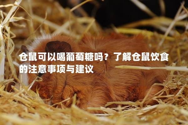 仓鼠可以喝葡萄糖吗？了解仓鼠饮食的注意事项与建议