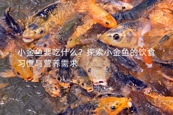 小金鱼要吃什么？探索小金鱼的饮食习惯与营养需求