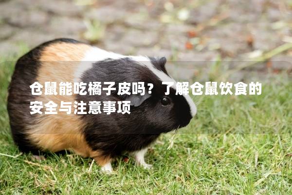 仓鼠能吃橘子皮吗？了解仓鼠饮食的安全与注意事项