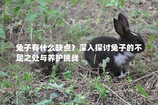 兔子有什么缺点？深入探讨兔子的不足之处与养护挑战