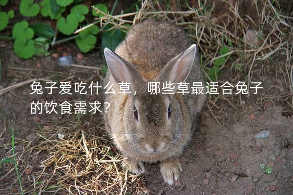 兔子爱吃什么草，哪些草最适合兔子的饮食需求？