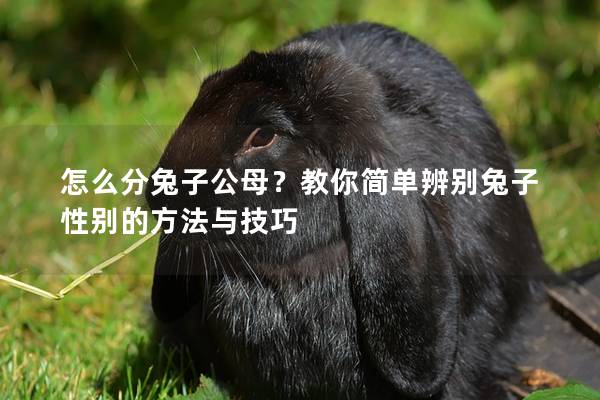 怎么分兔子公母？教你简单辨别兔子性别的方法与技巧