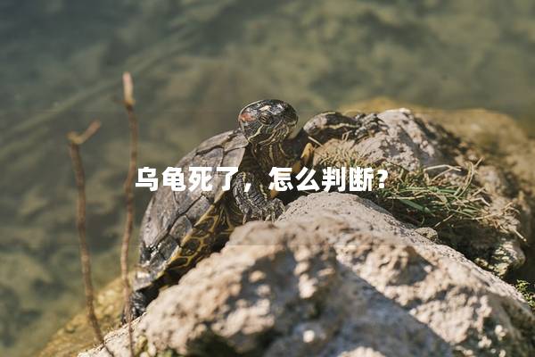 乌龟死了，怎么判断？