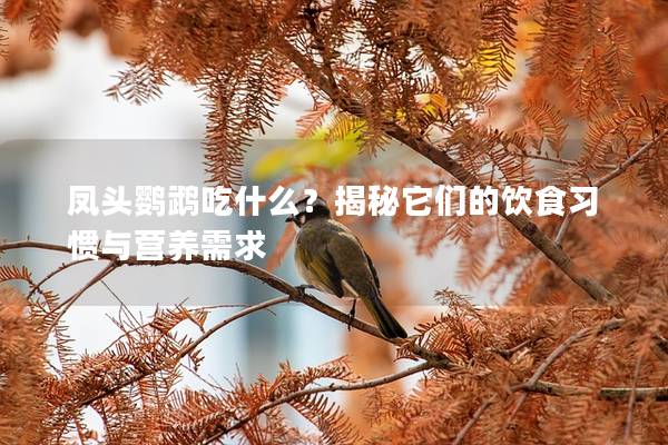 凤头鹦鹉吃什么？揭秘它们的饮食习惯与营养需求