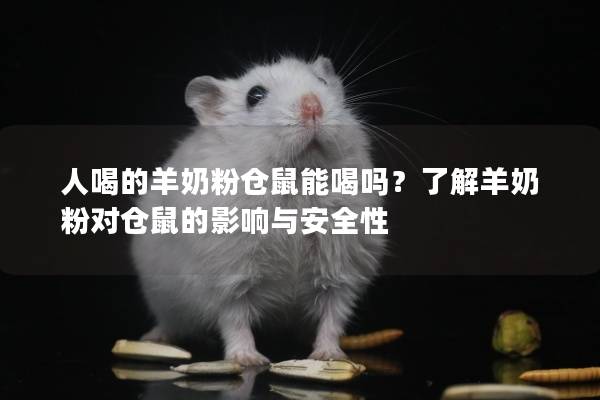 人喝的羊奶粉仓鼠能喝吗？了解羊奶粉对仓鼠的影响与安全性