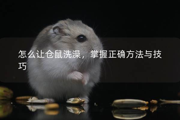 怎么让仓鼠洗澡，掌握正确方法与技巧