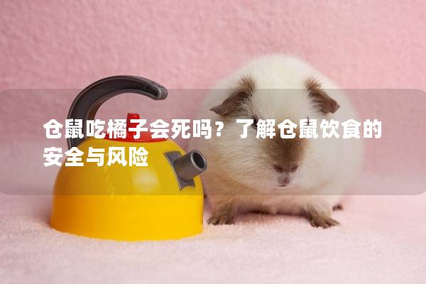 仓鼠吃橘子会死吗？了解仓鼠饮食的安全与风险
