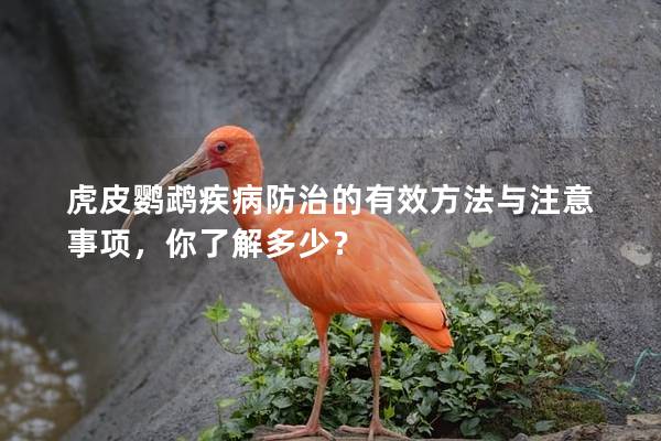 虎皮鹦鹉疾病防治的有效方法与注意事项，你了解多少？