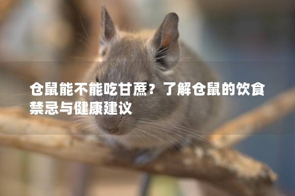 仓鼠能不能吃甘蔗？了解仓鼠的饮食禁忌与健康建议