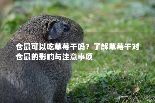 仓鼠可以吃草莓干吗？了解草莓干对仓鼠的影响与注意事项