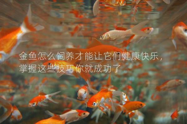 金鱼怎么饲养才能让它们健康快乐，掌握这些技巧你就成功了