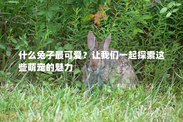 什么兔子最可爱？让我们一起探索这些萌宠的魅力