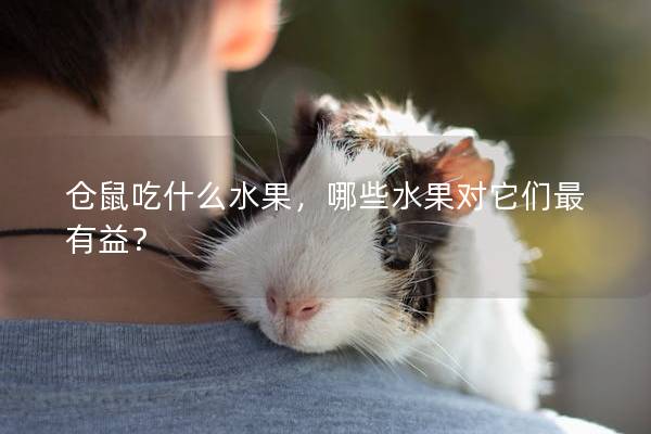 仓鼠吃什么水果，哪些水果对它们最有益？