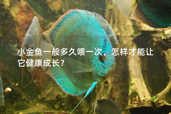 小金鱼一般多久喂一次，怎样才能让它健康成长？
