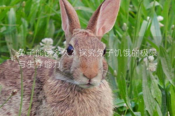 兔子能饿多久？探究兔子饥饿的极限与生存能力