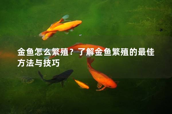 金鱼怎么繁殖？了解金鱼繁殖的最佳方法与技巧