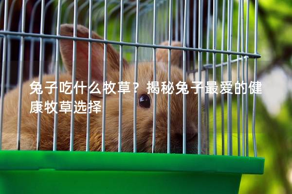兔子吃什么牧草？揭秘兔子最爱的健康牧草选择