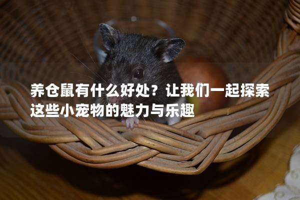 养仓鼠有什么好处？让我们一起探索这些小宠物的魅力与乐趣