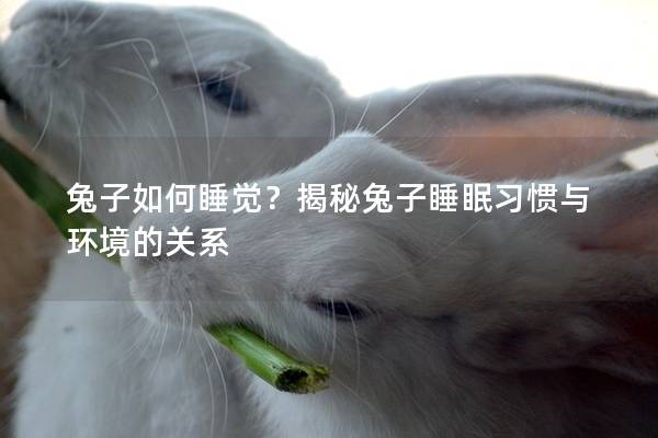 兔子如何睡觉？揭秘兔子睡眠习惯与环境的关系