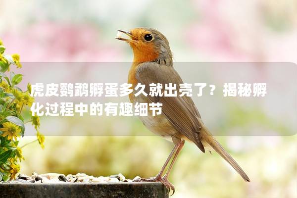 虎皮鹦鹉孵蛋多久就出壳了？揭秘孵化过程中的有趣细节