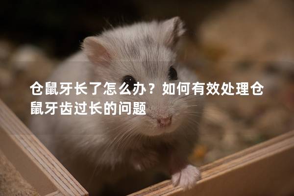 仓鼠牙长了怎么办？如何有效处理仓鼠牙齿过长的问题