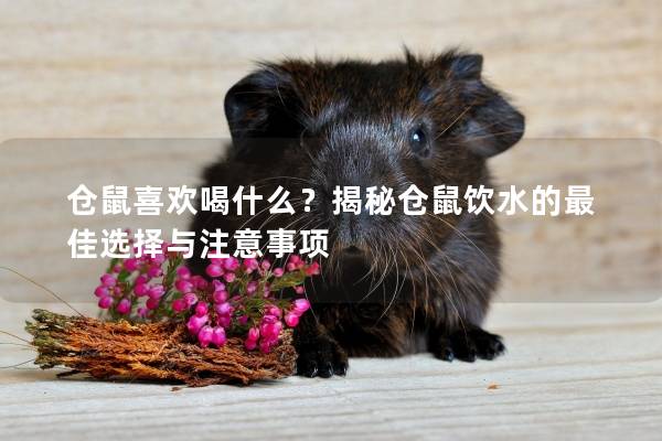 仓鼠喜欢喝什么？揭秘仓鼠饮水的最佳选择与注意事项