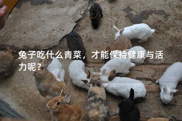 兔子吃什么青菜，才能保持健康与活力呢？