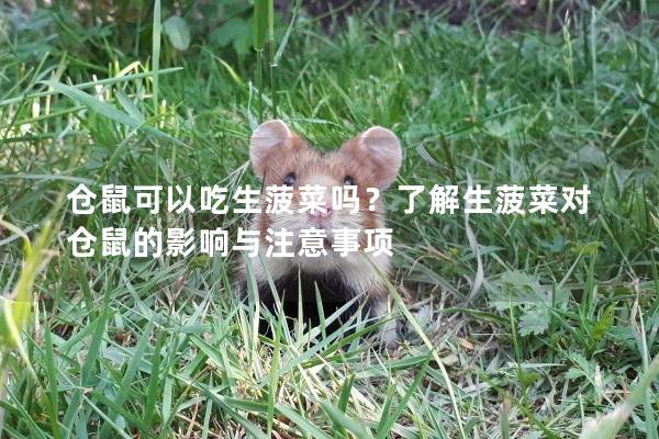 仓鼠可以吃生菠菜吗？了解生菠菜对仓鼠的影响与注意事项