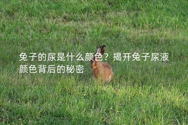 兔子的尿是什么颜色？揭开兔子尿液颜色背后的秘密