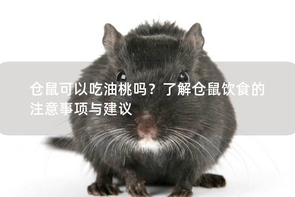仓鼠可以吃油桃吗？了解仓鼠饮食的注意事项与建议