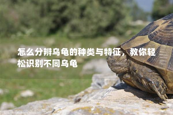 怎么分辨乌龟的种类与特征，教你轻松识别不同乌龟