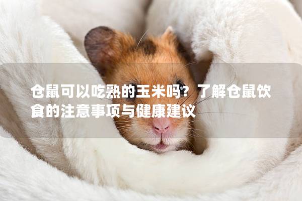 仓鼠可以吃熟的玉米吗？了解仓鼠饮食的注意事项与健康建议