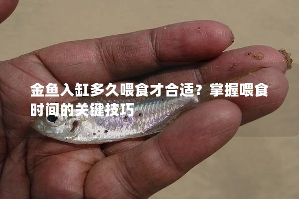 金鱼入缸多久喂食才合适？掌握喂食时间的关键技巧