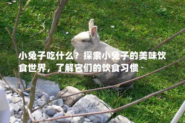 小兔子吃什么？探索小兔子的美味饮食世界，了解它们的饮食习惯