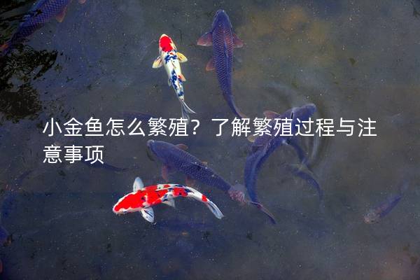 小金鱼怎么繁殖？了解繁殖过程与注意事项