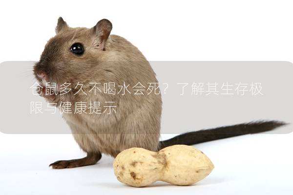 仓鼠多久不喝水会死？了解其生存极限与健康提示