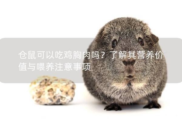 仓鼠可以吃鸡胸肉吗？了解其营养价值与喂养注意事项