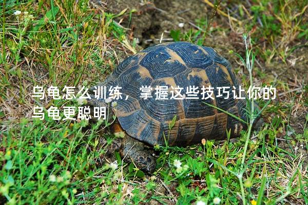 乌龟怎么训练，掌握这些技巧让你的乌龟更聪明