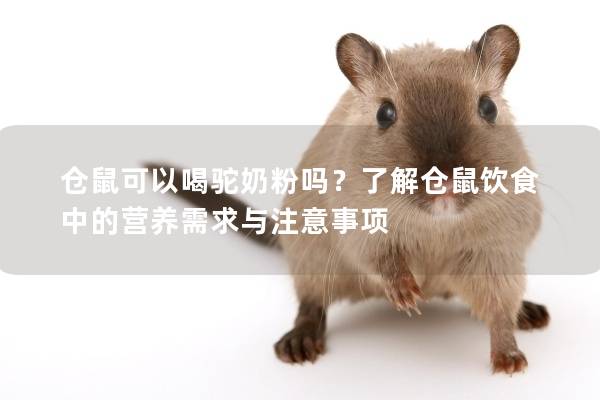 仓鼠可以喝驼奶粉吗？了解仓鼠饮食中的营养需求与注意事项
