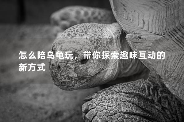 怎么陪乌龟玩，带你探索趣味互动的新方式