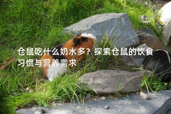 仓鼠吃什么奶水多？探索仓鼠的饮食习惯与营养需求