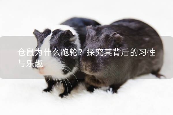 仓鼠为什么跑轮？探究其背后的习性与乐趣