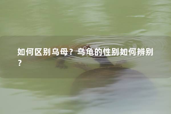 如何区别乌母？乌龟的性别如何辨别？