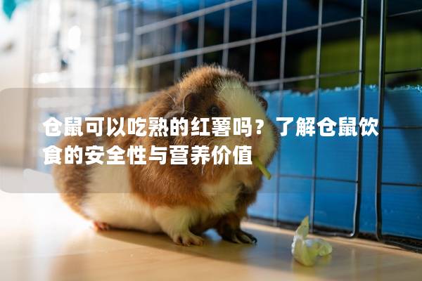 仓鼠可以吃熟的红薯吗？了解仓鼠饮食的安全性与营养价值