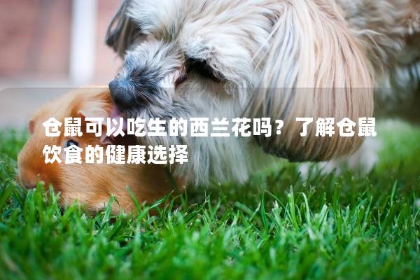 仓鼠可以吃生的西兰花吗？了解仓鼠饮食的健康选择