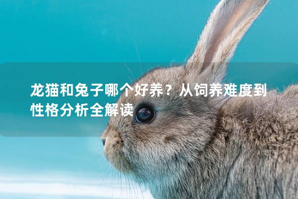 龙猫和兔子哪个好养？从饲养难度到性格分析全解读