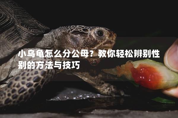 小乌龟怎么分公母？教你轻松辨别性别的方法与技巧